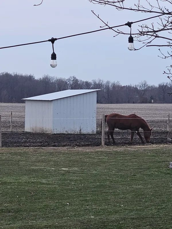10 x 10 -2 stall- Horse Selter