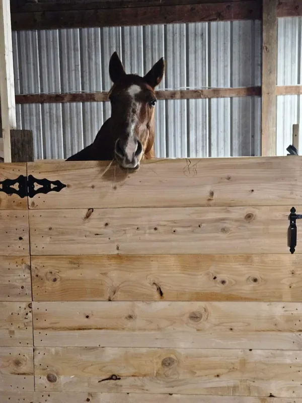 Happy Horse