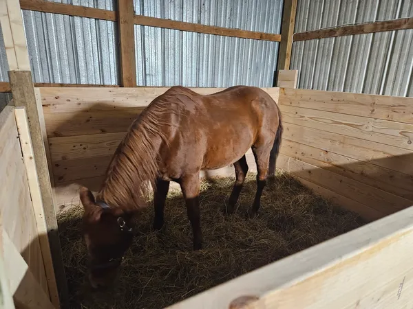 Horse Stall